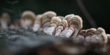 Photo champignons wassen