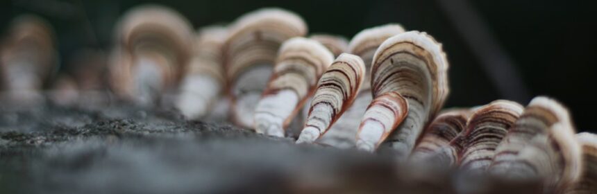 Photo champignons wassen